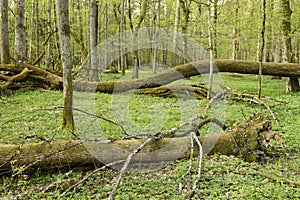 Beautiful view of the original Bialowieza Forest, Poland