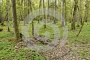 Beautiful view of the original Bialowieza Forest, Poland