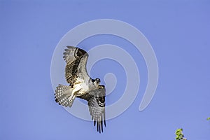 Beautiful view of Osprey flying to protect its nest from a pedestrian walking by