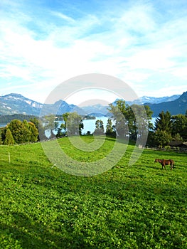 Beautiful view over a turquoise swiss lake with snow-covered mountains, yachts, sailboats and a horse in a beautiful