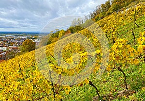 Beautiful view over the vineyards of Heppenheim