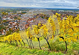 Beautiful view over the vineyards of Heppenheim