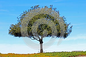 One tree at Mt. Soledad National Veterans Memorial photo