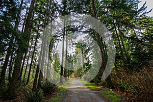 Beautiful view of the Pacific Spirit Regional Park, Vancouver Canada British Columbia photo