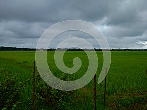 Beautiful View of the paddy field in Shimoga