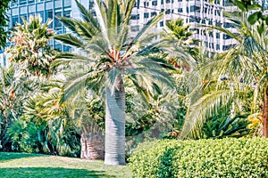 A beautiful view of palm trees in Salesforce Park in San Francisco, California. Photos processed in pastel colors