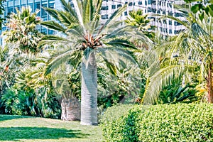 A beautiful view of palm trees in Salesforce Park in San Francisco, California. Photos processed in pastel colors