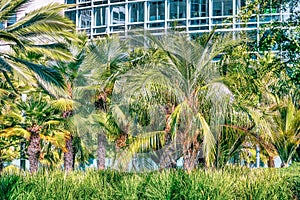 A beautiful view of palm trees in Salesforce Park in San Francisco, California. Photos processed in pastel colors