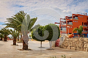 Beautiful view of palm trees and trees with round crowns