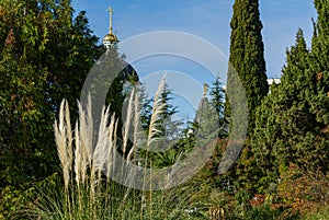 Beautiful view with Pampas grass, evergreen cypresses Cupressus Sempervirens, Himalayan cedars in Sochi.