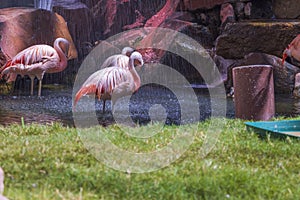 Beautiful view of park featuring pink flamingos standing beneath the splashing water of a waterfall.