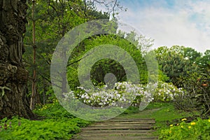 Beautiful view of park with trees, flowers and green grass