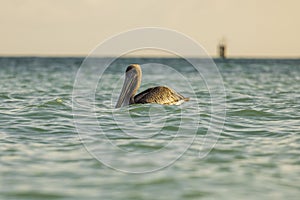 Beautiful view of a pelican floating in the waters of the Caribbean Sea.