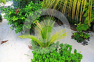 Beautiful view on pice of private garden. Juicy green plants on white sand background