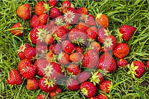 Beautiful view of picked red strawberry lying on green lawn in garden.