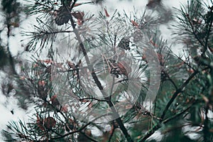 Beautiful view of a pine tree branch with cones- for background and wallpaper use