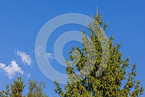 Beautiful view of pine tree with cones against blue sky with white clouds background.