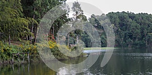 Beautiful view of pine tree reflection in a lake