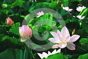 Beautiful view of pink lotus flowers