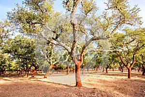 Cork oak trees in Portugal