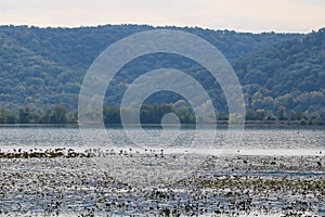 Beautiful view of plants in the Mississippi River with grass and green mountains on the horizon