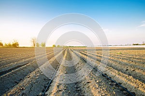 Beautiful view of the plowed field on a sunny day. Preparation for planting vegetables. Agriculture. Farmland. Soft selective