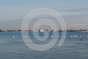 Beautiful view of the black sea and swans searching for food