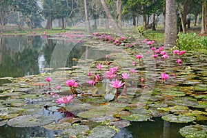 Beautiful view of a pond filled with leaves of Nymphaea , aquatic plants, commonly known as water lilies. Indian winter image.