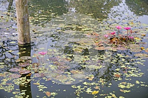 Beautiful view of a pond filled with leaves of Nymphaea , aquatic plants, commonly known as water lilies. Indian winter image.