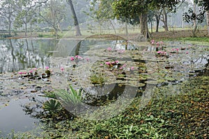 Beautiful view of a pond filled with leaves of Nymphaea , aquatic plants, commonly known as water lilies. Indian winter image.