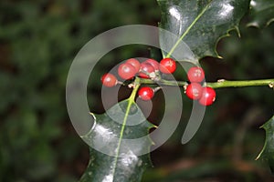 Beautiful view of Portrait image of small plant