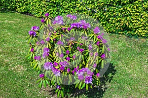 Beautiful view of a purple rhododendron bush set against a green lawn as its flowers begin to bloom