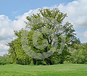 Beautiful view of quercus robur