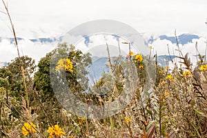 Beautiful view of rare wild yellow orchids in Colombia