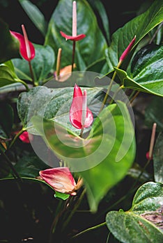 Beautiful view of red flamingo lily flowers with big green leaves in the garden