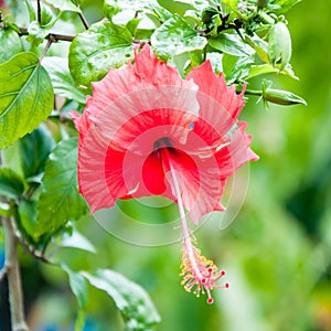 Beautiful view of red Hibiscus flower