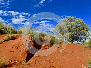 Beautiful view of red sand, trees and vegetation in the outback of Australia.