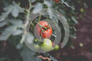 Beautiful view of red tomatoes in a greenhouse in the countryside. Soft morning lighting without harsh shadows