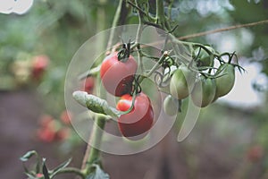 Beautiful view of red tomatoes in a greenhouse in the countryside. Soft morning lighting without harsh shadows