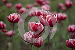 Beautiful view of red tulips in garden
