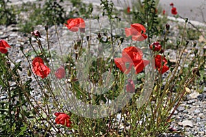 Beautiful view of the red wild poppies in Saint Etienne de Tinee, France