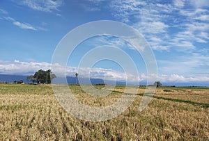 The Beautiful View of The Rice Field After Harvest Time