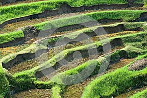 Beautiful view of rice field terraces in Bali, Indonesia