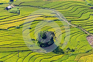 Beautiful view, Rice field terraces at Sapa, Vietnam