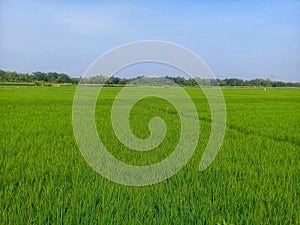 A beautiful view of the rice fields 5