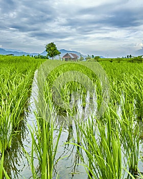Beautiful view of rice fields from a beautiful angle