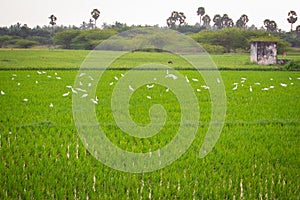 Beautiful view of rice fields with a group of swans