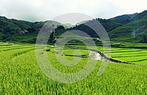 Beautiful view of rice fields in Sapa, northern vietnam