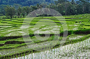 a beautiful view of the rice fields that are starting to turn green