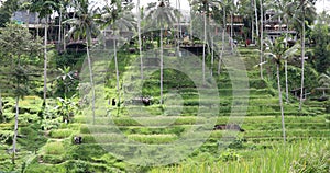 Beautiful view of rice terraces in Bali